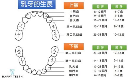 人有多少顆牙齒|認識牙齒